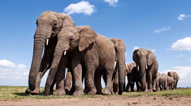 Wani jirgin kasa ya murkushe Giwaye bakwai a Indiya