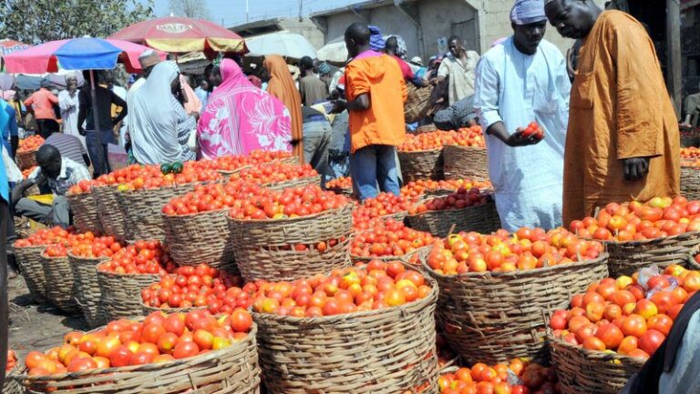 Noman watanni biyar ya lalace cikin sa’o’i 48 — Koken manoman&nbsp; Tumatur a Borno